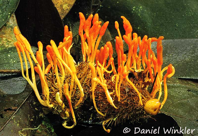 Cordyceps Blog | Mushroaming - Daniel Winkler's Webpages Dedicated